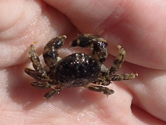 Pilumnoides perlatus