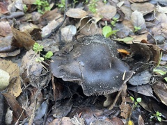 Entoloma ferruginans