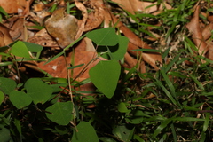 Homalanthus stillingiifolius
