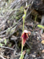 Calochilus