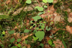 Homalanthus stillingiifolius