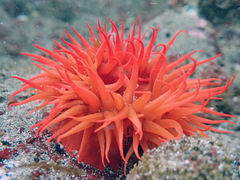 Anemonia alicemartinae