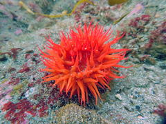 Anemonia alicemartinae