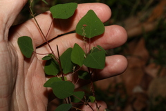 Homalanthus stillingiifolius