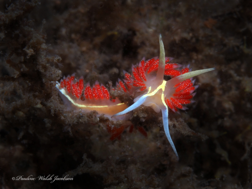 Coryphella verta