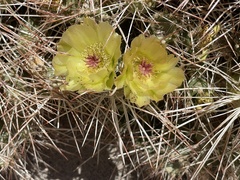 Maihueniopsis camachoi