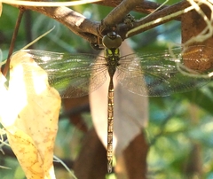 Triacanthagyna trifida