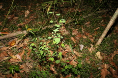 Homalanthus stillingiifolius