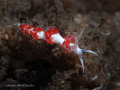 Flabellina dushia