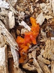 Dacrymyces chrysospermus