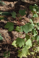 Sphaeralcea fendleri