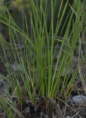 Lomandra