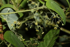 Echinostephia aculeata