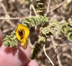 Adesmia atacamensis