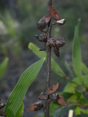 Hakea benthamii