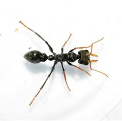 Myrmecia pilosula