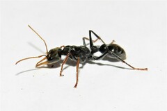 Myrmecia pilosula