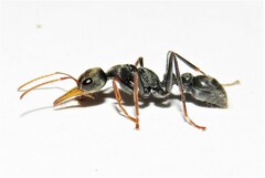 Myrmecia pilosula