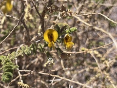 Adesmia atacamensis