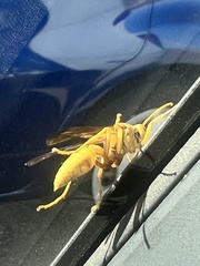 Polistes flavus