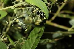 Echinostephia aculeata