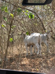 Bos indicus