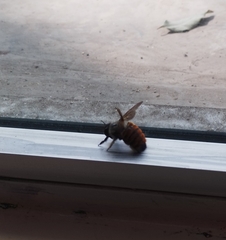 Xylocopa tabaniformis azteca