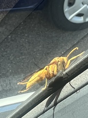 Polistes flavus