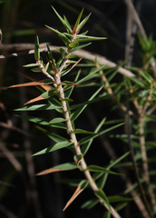 Melichrus urceolatus