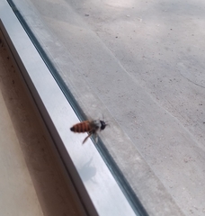 Xylocopa tabaniformis azteca