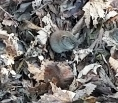 Clethrionomys gapperi