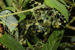 Echinostephia aculeata