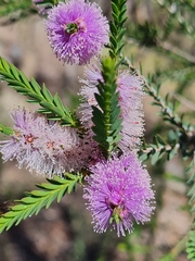Melaleuca decussata