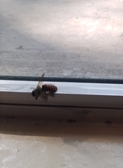 Xylocopa tabaniformis azteca