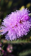 Melaleuca decussata