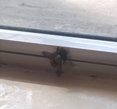 Xylocopa tabaniformis azteca