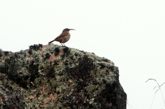 Upucerthia validirostris