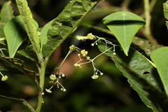 Echinostephia aculeata