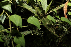 Echinostephia aculeata