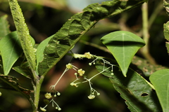Echinostephia aculeata