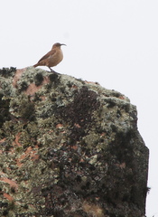 Upucerthia validirostris