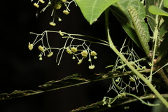 Echinostephia aculeata
