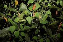 Echinostephia aculeata