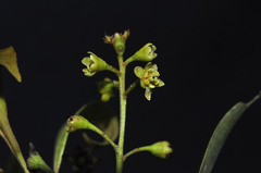 Ocotea porosa