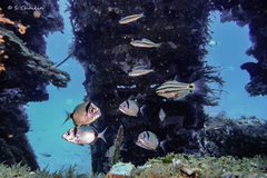 Twospot Cardinalfish photo 5