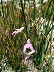Disa inflexa