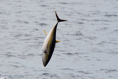 Thunnus albacares