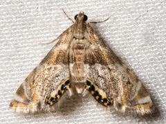 Petrophila fulicalis