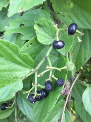 Cissus verticillata