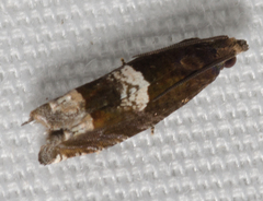 Eucosma parmatana